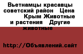 Вьетнамцы красавцы,советский район › Цена ­ 1 500 - Крым Животные и растения » Другие животные   